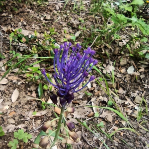 Photographie n°2412012 du taxon Muscari comosum (L.) Mill. [1768]