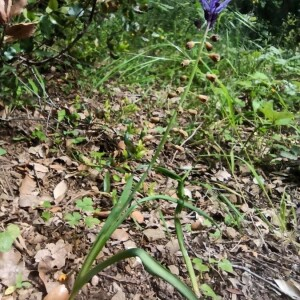 Photographie n°2412014 du taxon Muscari comosum (L.) Mill. [1768]