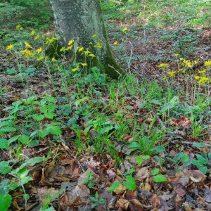 Photographie n°2412050 du taxon Hieracium vulgatum Fr. [1819]