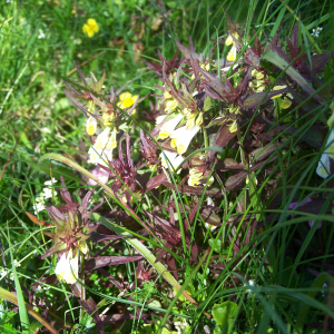 Photographie n°2412075 du taxon Melampyrum pratense L. [1753]