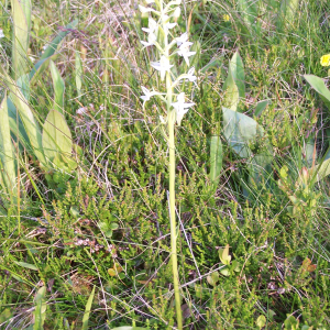 Photographie n°2412081 du taxon Platanthera bifolia (L.) Rich. [1817]