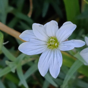 Photographie n°2412122 du taxon Spergula arvensis L. [1753]