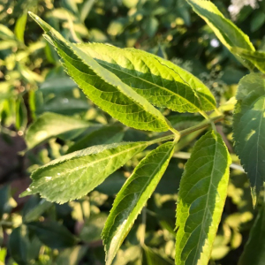 Photographie n°2412211 du taxon Sambucus nigra L. [1753]