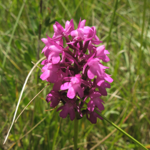 Photographie n°2412265 du taxon Anacamptis pyramidalis (L.) Rich. [1817]