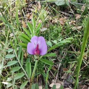 Photographie n°2412487 du taxon Vicia sativa L. [1753]