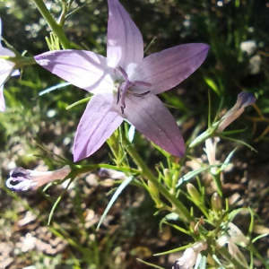 Photographie n°2412613 du taxon Campanula rapunculus L. [1753]