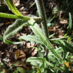 Photographie n°2412614 du taxon Campanula rapunculus L. [1753]