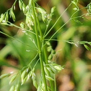 Photographie n°2412619 du taxon Poa palustris L. [1759]