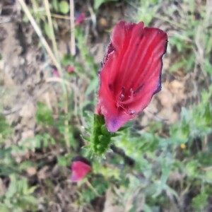 Photographie n°2412670 du taxon Echium creticum L. [1753]