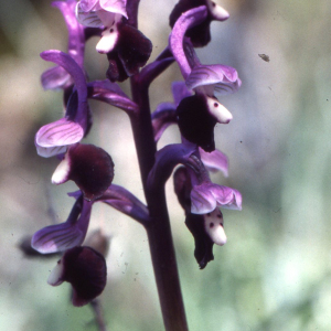 Photographie n°2412798 du taxon Orchis longicornis Poir. [1798]