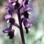  Liliane Roubaudi - Orchis longicornis Poir. [1798]