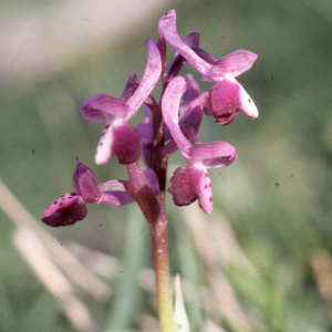  - Orchis longicornis Poir. [1798]