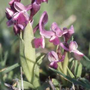  - Orchis longicornis Poir. [1798]