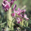  Liliane Roubaudi - Orchis longicornis Poir. [1798]