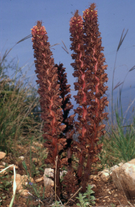 Liliane Roubaudi, le 19 avril 2003 (San Vito Lo Capo)