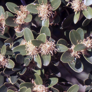 Buxus balearica Lam. (Buis des Baléares)