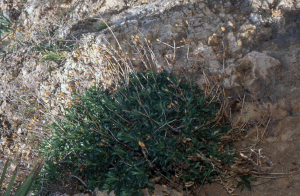 Liliane Roubaudi, le 19 avril 2003 (San Vito Lo Capo)