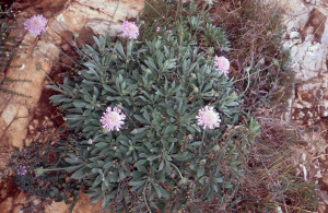 Liliane Roubaudi, le 19 avril 2003 (San Vito Lo Capo)