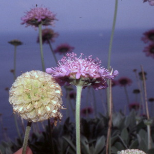 Lomelosia cretica (L.) Greuter & Burdet