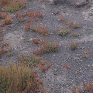 Photographie n°2412836 du taxon Rumex bucephalophorus L. [1753]