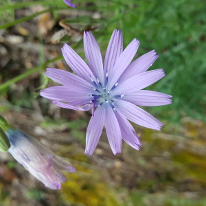 Lactuca perennis L. subsp. perennis