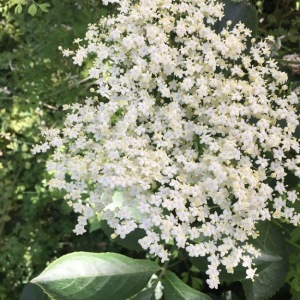 Photographie n°2412844 du taxon Sambucus nigra L. [1753]