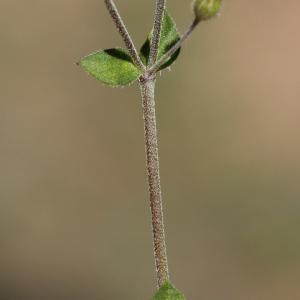 Photographie n°2412854 du taxon Arenaria serpyllifolia L.