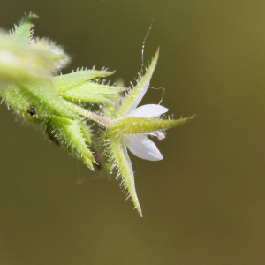 Photographie n°2412855 du taxon Arenaria serpyllifolia L.