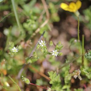 Photographie n°2412856 du taxon Arenaria serpyllifolia L.