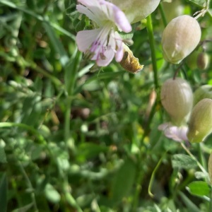 Photographie n°2412872 du taxon Silene vulgaris (Moench) Garcke