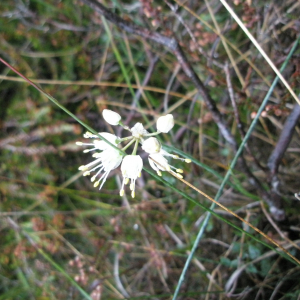 Photographie n°2412899 du taxon Allium ericetorum Thore [1803]