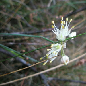 Photographie n°2412900 du taxon Allium ericetorum Thore [1803]