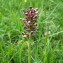  Aurélien Bour - Anacamptis coriophora (L.) R.M.Bateman, Pridgeon & M.W.Chase [1997]