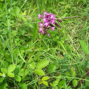 Photographie n°2412922 du taxon Anacamptis pyramidalis (L.) Rich. [1817]