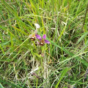 Photographie n°2412929 du taxon Ophrys apifera Huds. [1762]