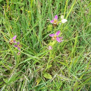 Photographie n°2412930 du taxon Ophrys apifera Huds. [1762]