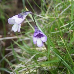 Photographie n°2412982 du taxon Pinguicula leptoceras Rchb. [1823]