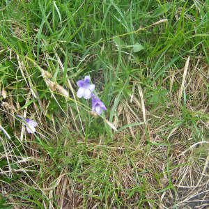 Photographie n°2412983 du taxon Pinguicula leptoceras Rchb. [1823]