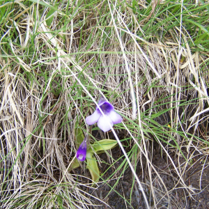 Photographie n°2412988 du taxon Pinguicula leptoceras Rchb. [1823]