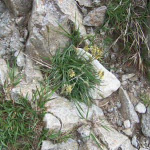 Photographie n°2412989 du taxon Plantago alpina L. [1753]