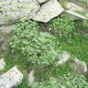 Photographie n°2412991 du taxon Potentilla valderia L. [1759]