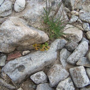 Photographie n°2413007 du taxon Sedum alpestre Vill. [1779]