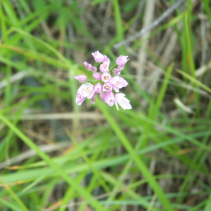 Photographie n°2413026 du taxon Allium roseum subsp. roseum