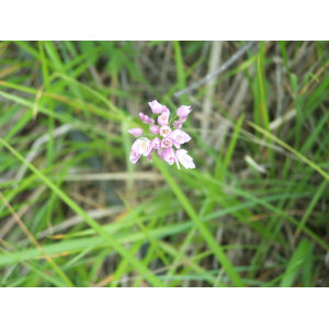 Allium roseum L. subsp. roseum