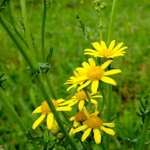 Photographie n°2413036 du taxon Senecio L. [1753]