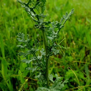 Photographie n°2413038 du taxon Senecio L. [1753]