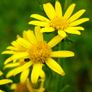 Photographie n°2413041 du taxon Senecio L. [1753]