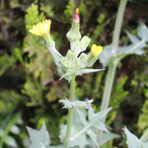 Photographie n°2413051 du taxon Sonchus oleraceus L.