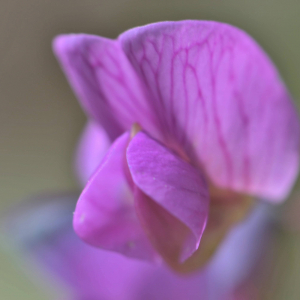 Photographie n°2413067 du taxon Lathyrus vernus (L.) Bernh. [1800]