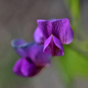 Photographie n°2413069 du taxon Lathyrus vernus (L.) Bernh. [1800]